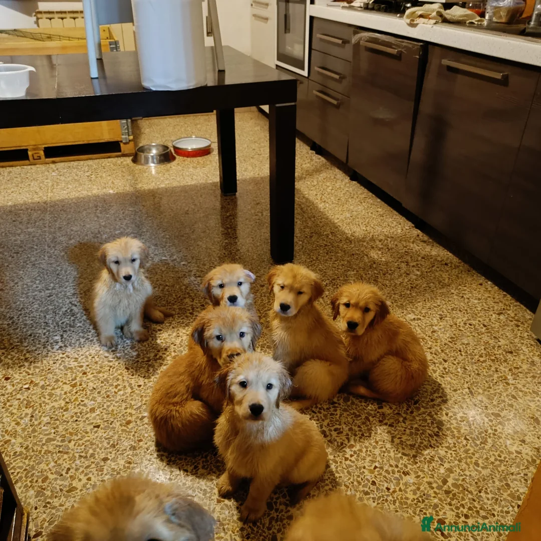 Immagine della galleria {{count}}