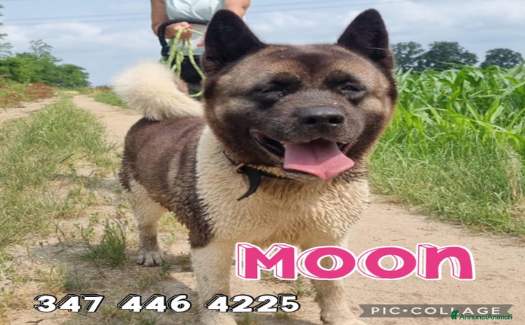Akita Americano cani a Provincia di Pavia - Annuncio 1