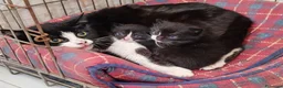 Meticcio gatti in regalo: 3 mesi, nata in casa, mamma FIV FELV negativa  - Annuncio 2