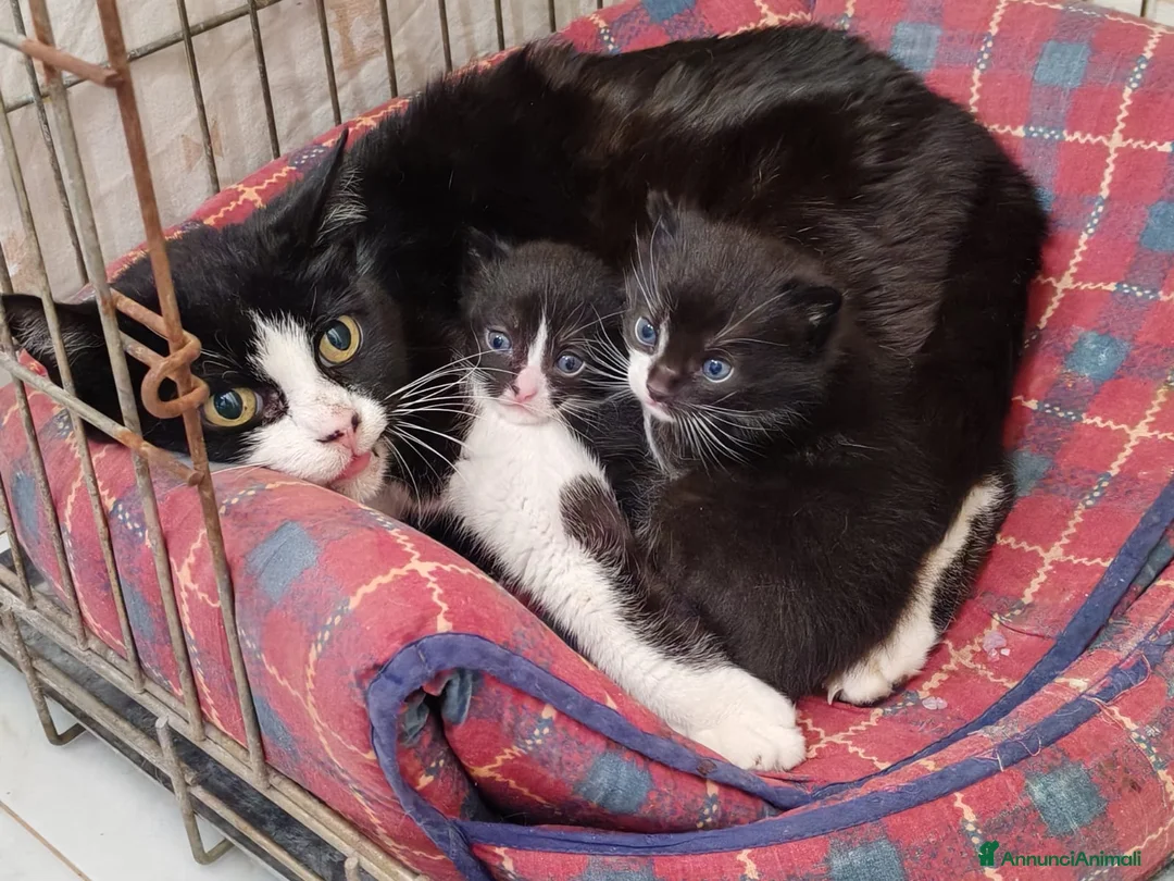 Meticcio gatti in regalo: 3 mesi, nata in casa, mamma FIV FELV negativa  - Annuncio 2