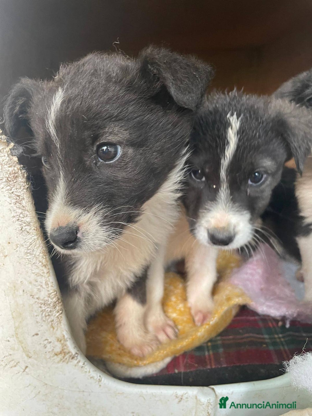 Meticcio cani in regalo: 4 cucciolotti meravigliosi cercano casa - Annuncio 16