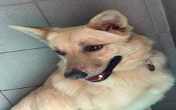 Affenpinscher cani in regalo: MANUEL DOLCE CAGNOLINO - Immagine 5