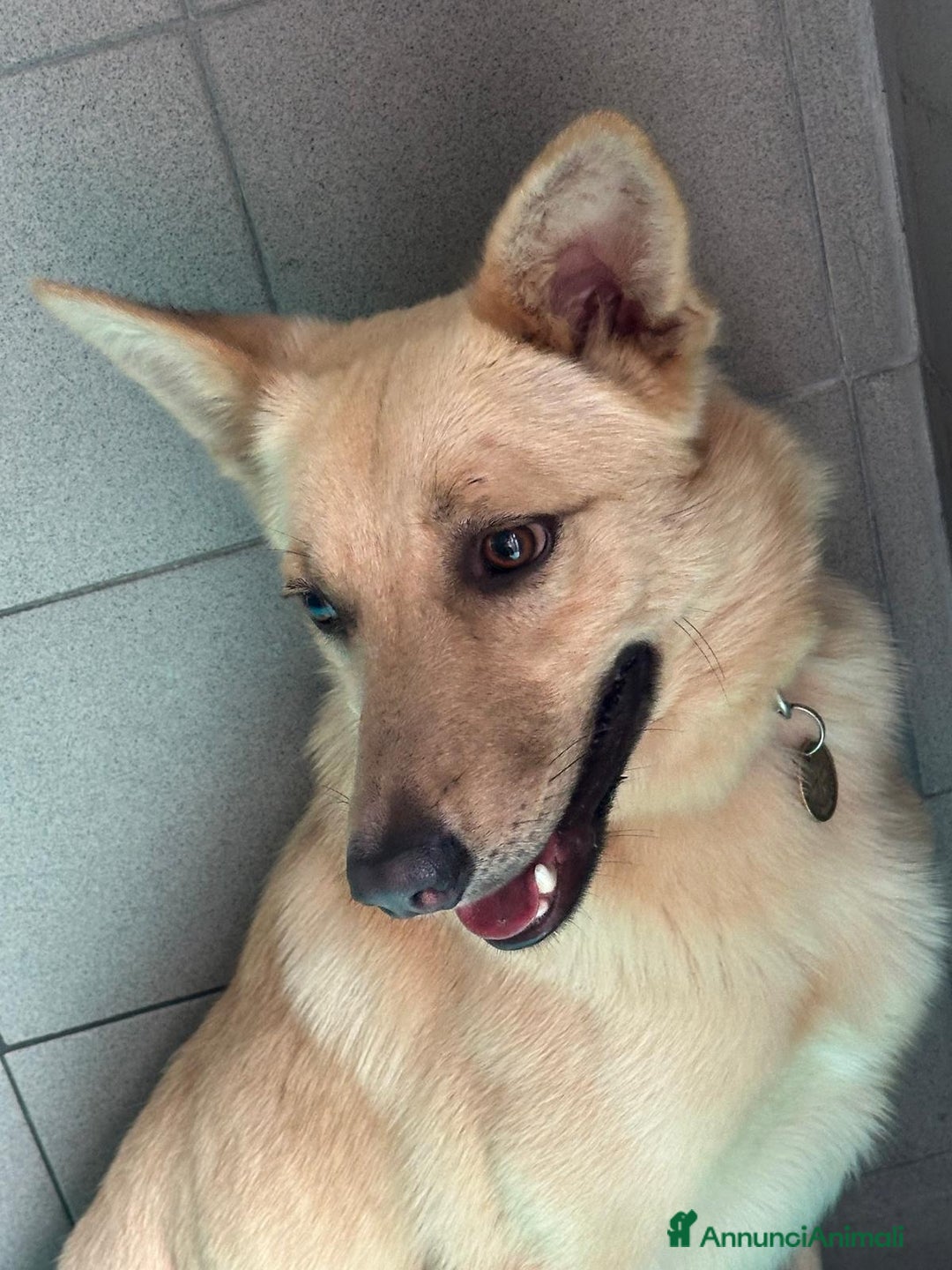 Affenpinscher cani in regalo: MANUEL DOLCE CAGNOLINO - Annuncio 5