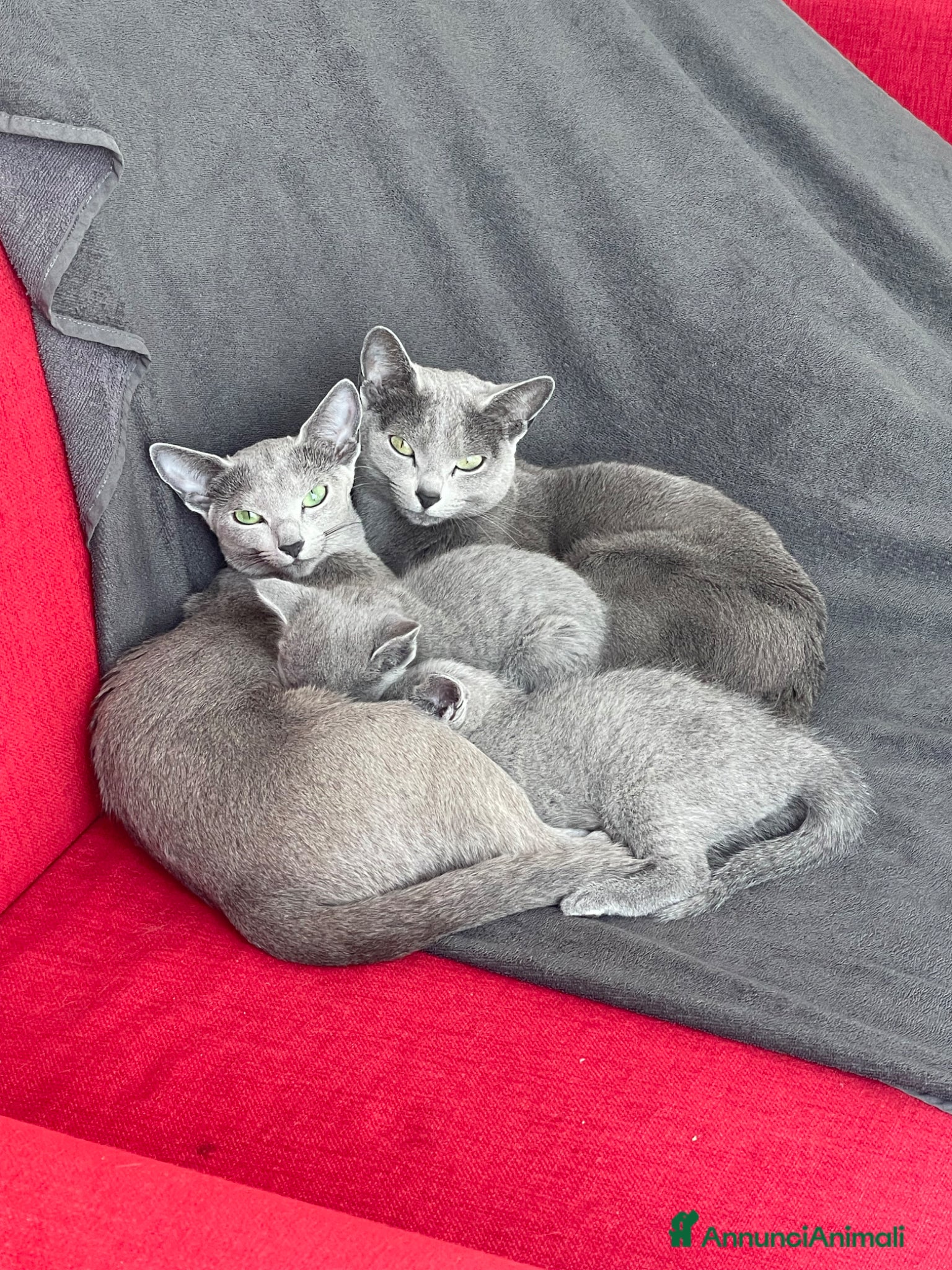 Blu di Russia gatti Cuccioli Blu di Russia, allevamento Como e Milano  - Annuncio 1