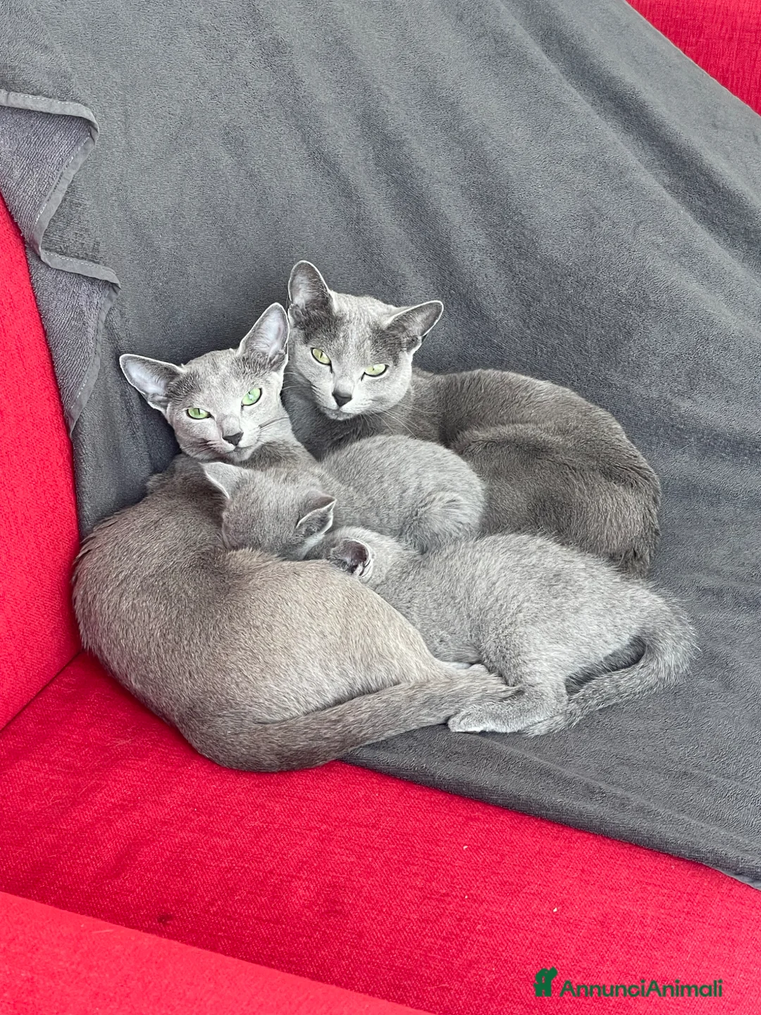 Blu di Russia gatti in vendita: Cuccioli Blu di Russia, allevamento Como e Milano  - Annuncio 1