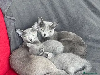 Blu di Russia gatti Cuccioli Blu di Russia, allevamento Como e Milano - Annuncio 10
