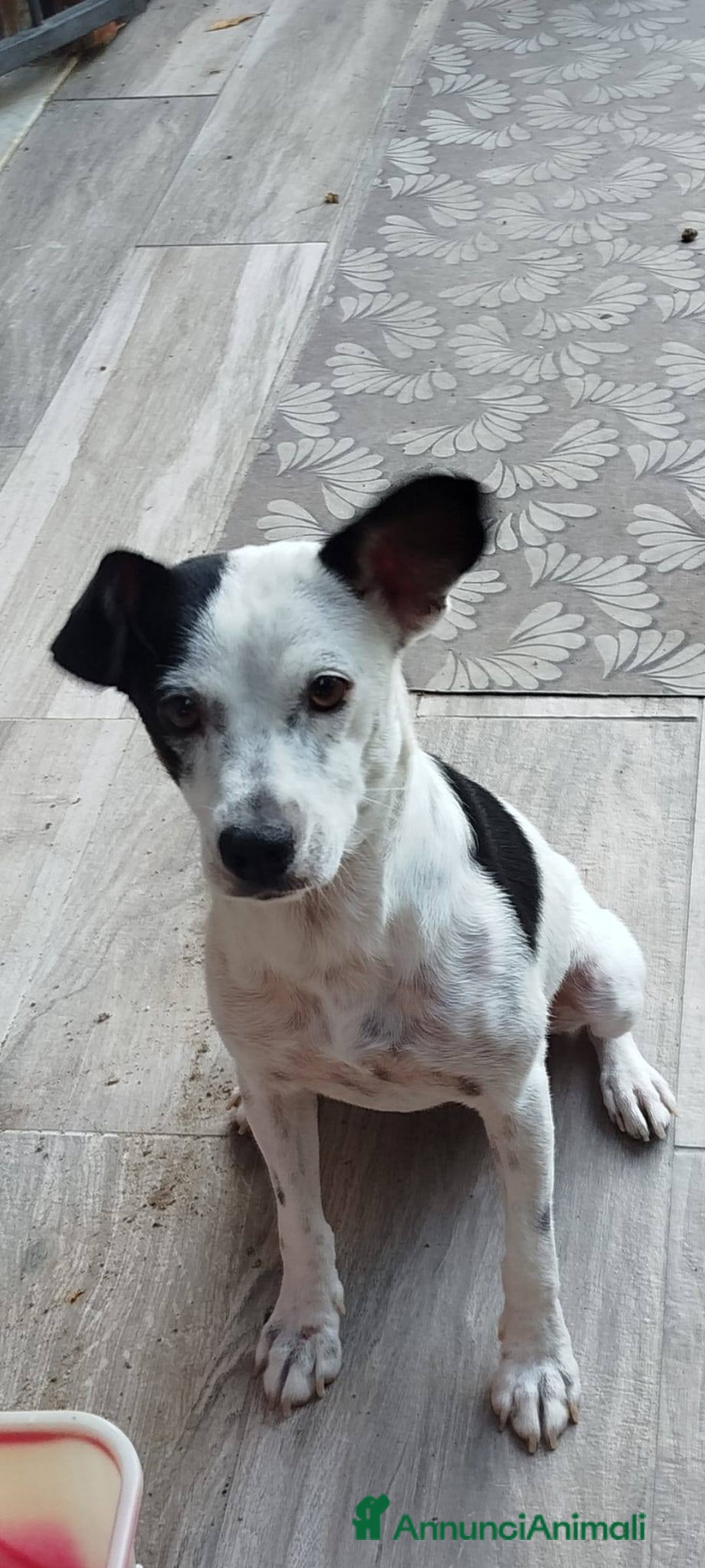 Meticcio cani in regalo: Macchietta taglia piccola - Annuncio 3