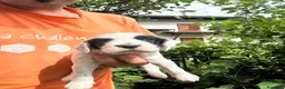 Setter Inglese cani in vendita: Cuccioli setter inglese  - Annuncio 5