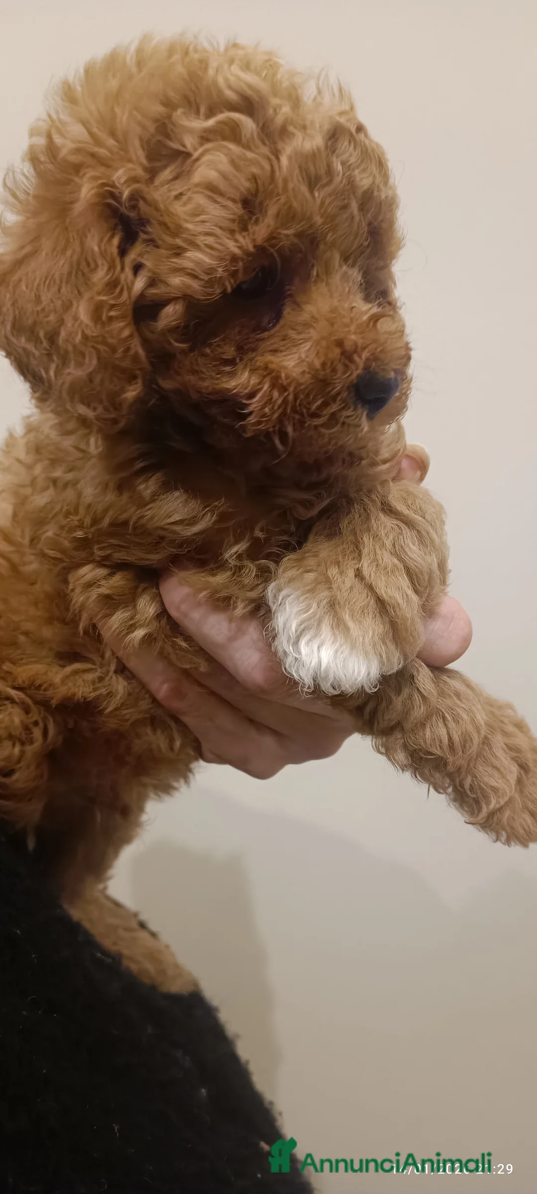 Barboncino Toy cani in vendita: Barboncini Toy disponibili  - Annuncio 3