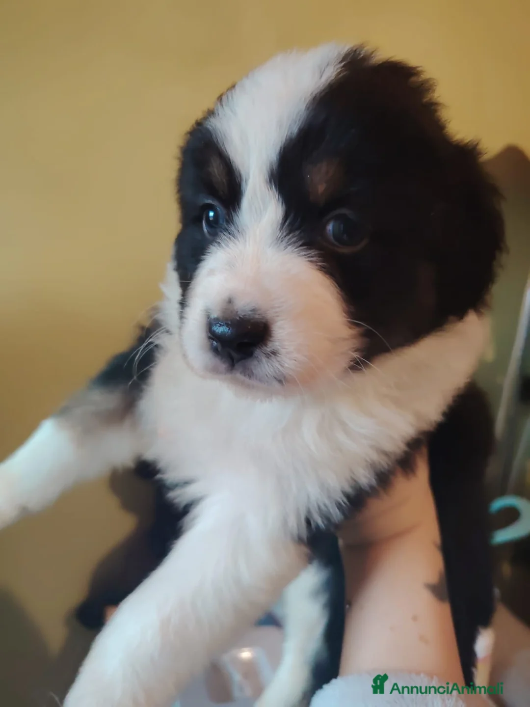 Australian Shepherd cani in vendita: Cucciola pastore australiano  - Annuncio 3