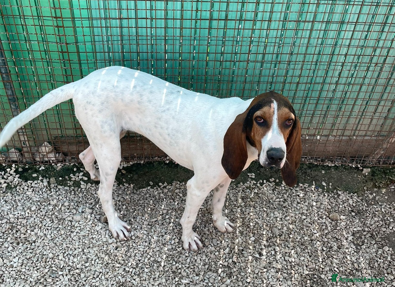 Meticcio cani in regalo: CERCHIAMO CASA : CI ADOTTI? a Provincia di Varese - Annuncio 2