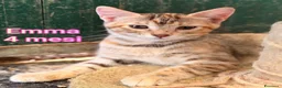 Europeo gatti in regalo: GATTINI, SIAMO AL COLLASSO  a Città Metropolitana di Firenze - Annuncio 4