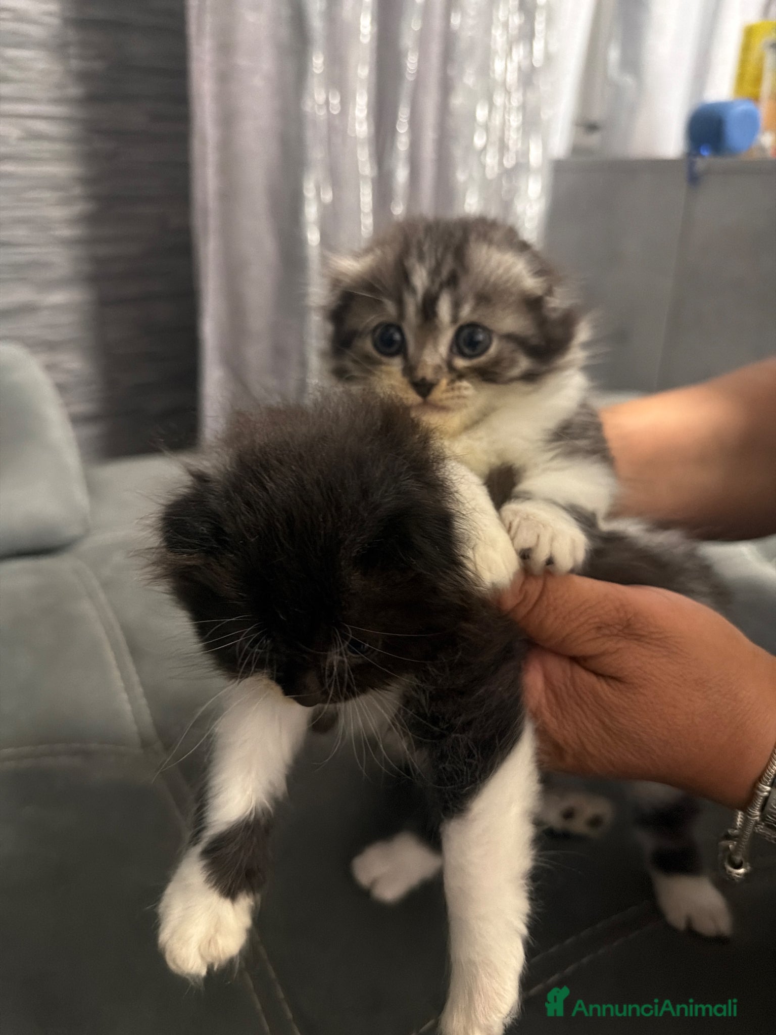 British gatti Cuccioli Scottish - Annuncio 1