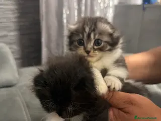British gatti Cuccioli Scottish - Annuncio 1
