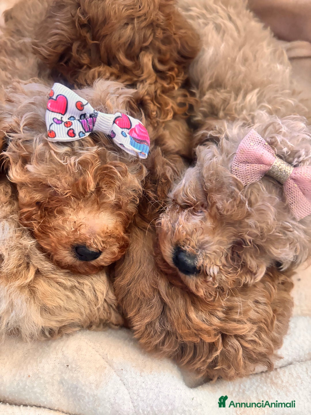 Barboncino Toy cani in vendita: Barboncino Toy  - Annuncio 1