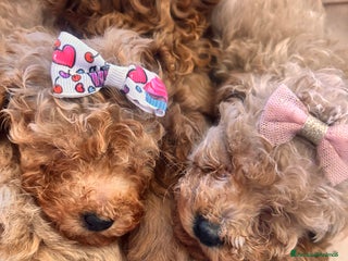 Barboncino Toy cani Barboncino Toy - Annuncio 2