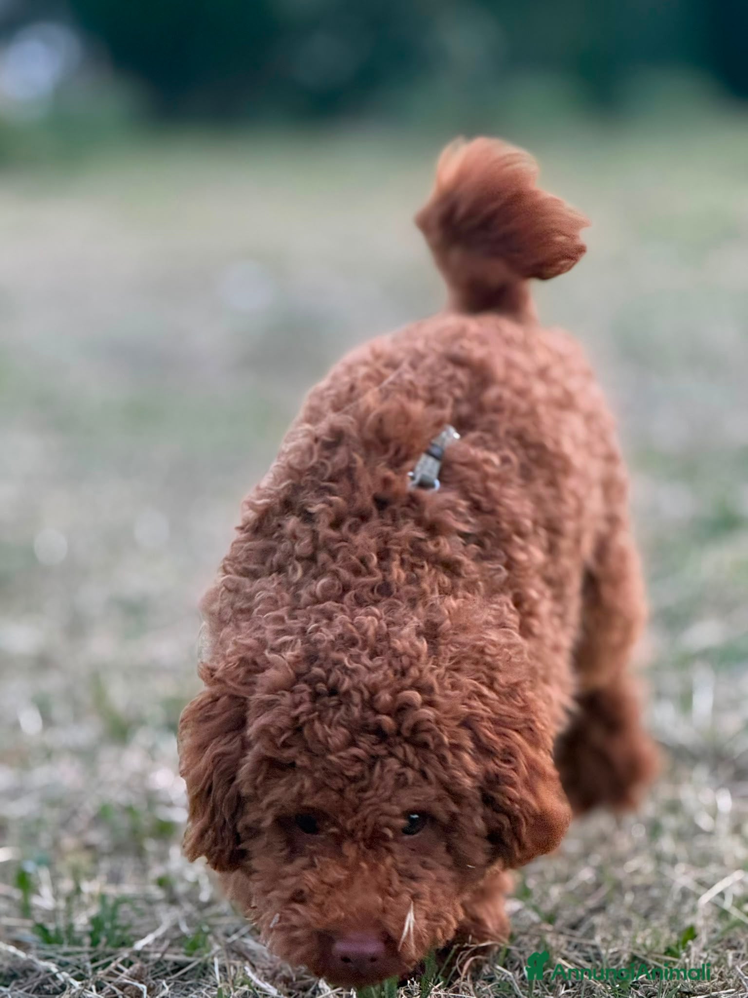 Barboncino cani Barboncino nano - Annuncio 1