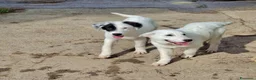 Meticcio cani in regalo: PROVOLA 🩷 QUEL SORRISO CERCA CASA a Provincia di Savona - Annuncio 4