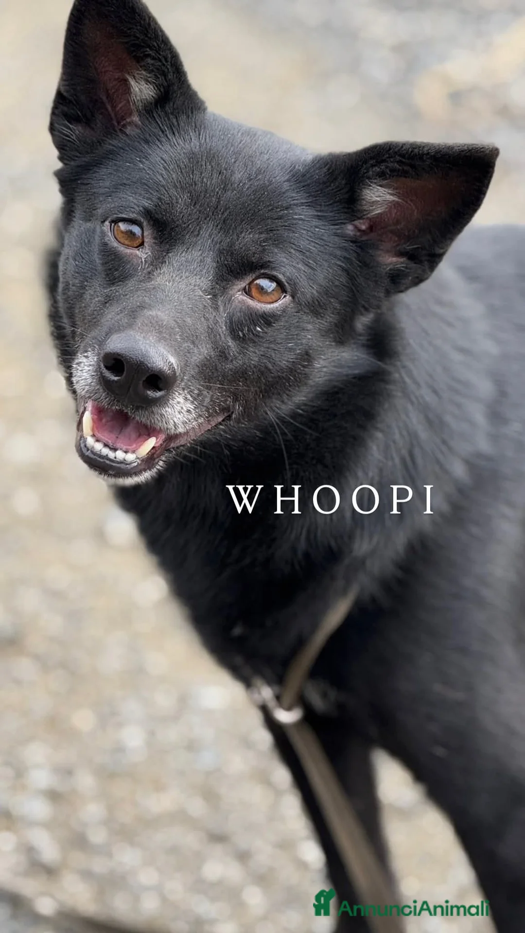 Meticcio cani in regalo: Cani TOTAL BLACK: i cani invisibili!  - Annuncio 12