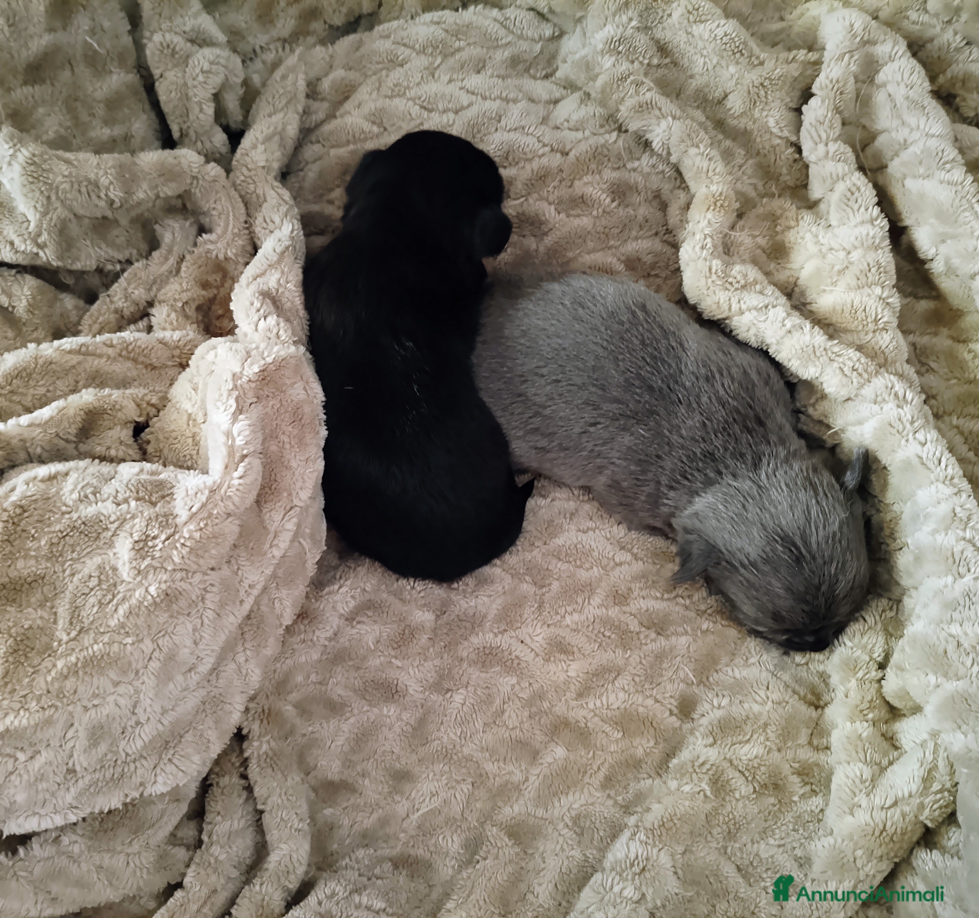 Chihuahua cani Chihuahua pedigree ENCI  - Annuncio 14