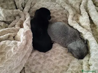 Chihuahua cani Chihuahua pedigree ENCI - Annuncio 14