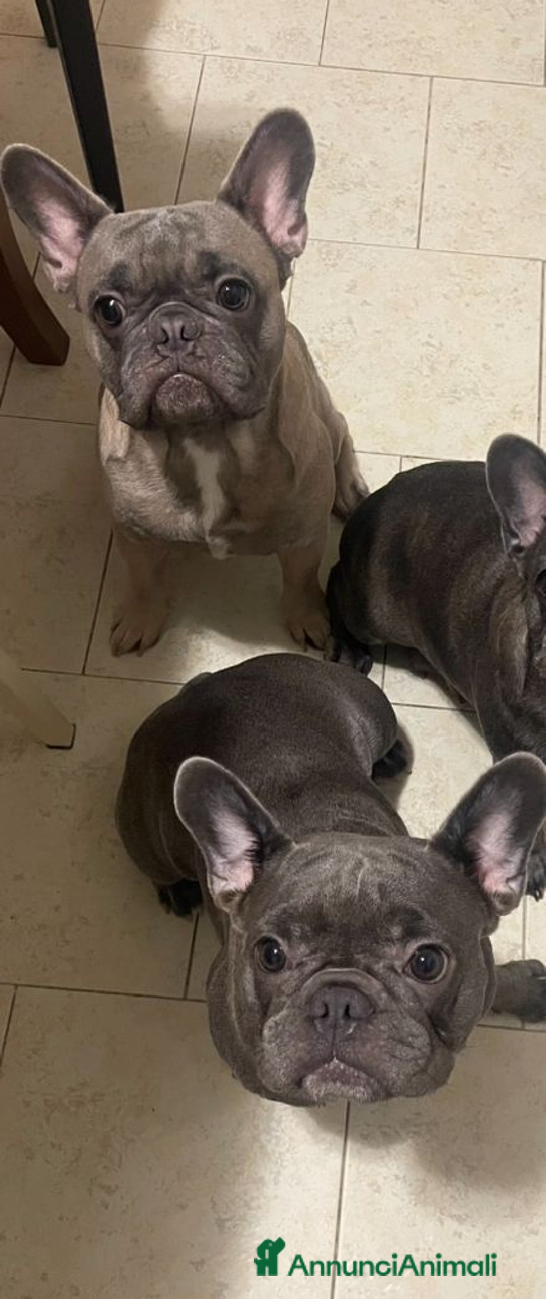 Bulldog Francese cani in vendita: Bulldog blue - Annuncio 6