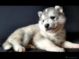 Husky cani SIBERIAN HUSKY CUCCIOLATA CON PEDIGREE - Annuncio 17