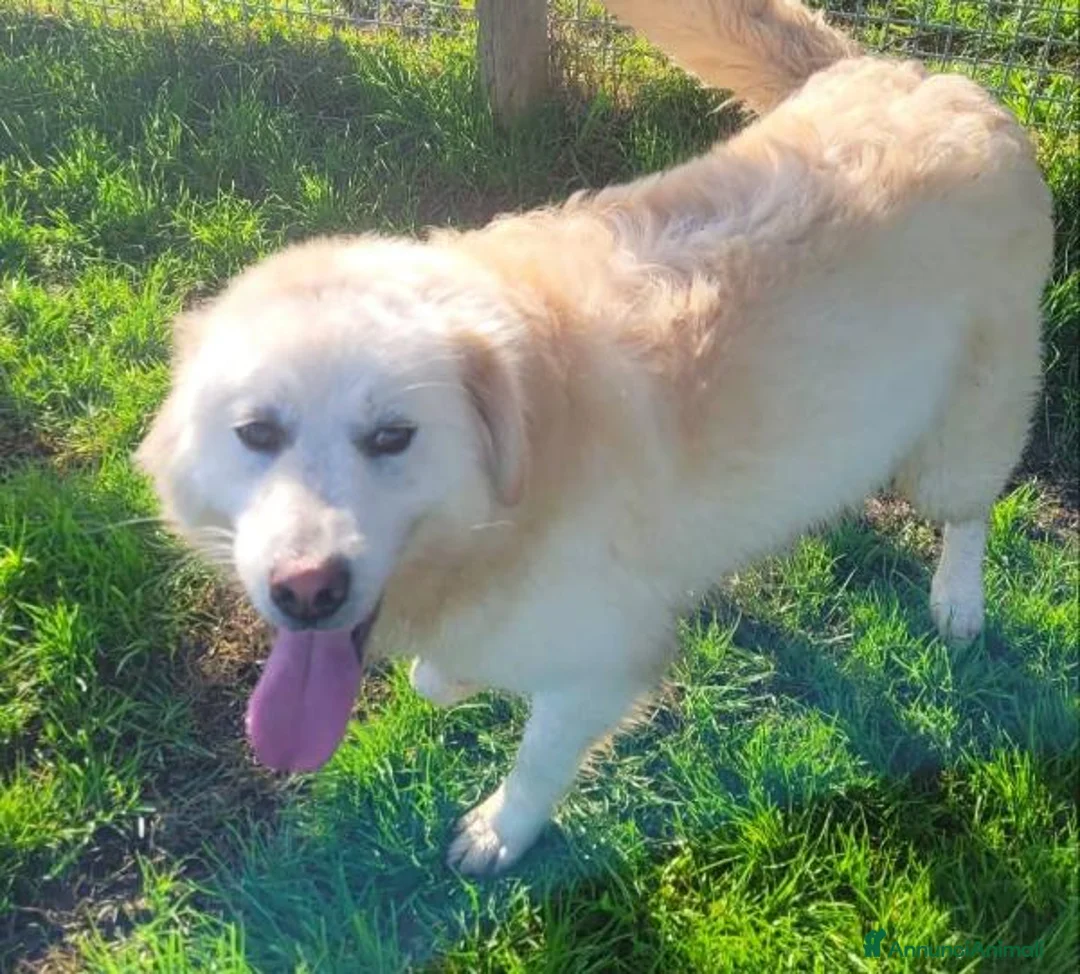 Pastore Maremmano cani in regalo: Lucilla cucciolona di pastore maremmano - Annuncio 1