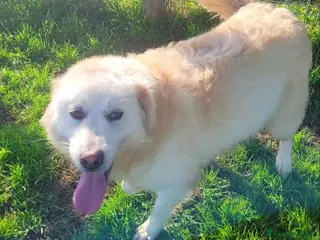 Pastore Maremmano cani Lucilla cucciolona di pastore maremmano - Annuncio 20