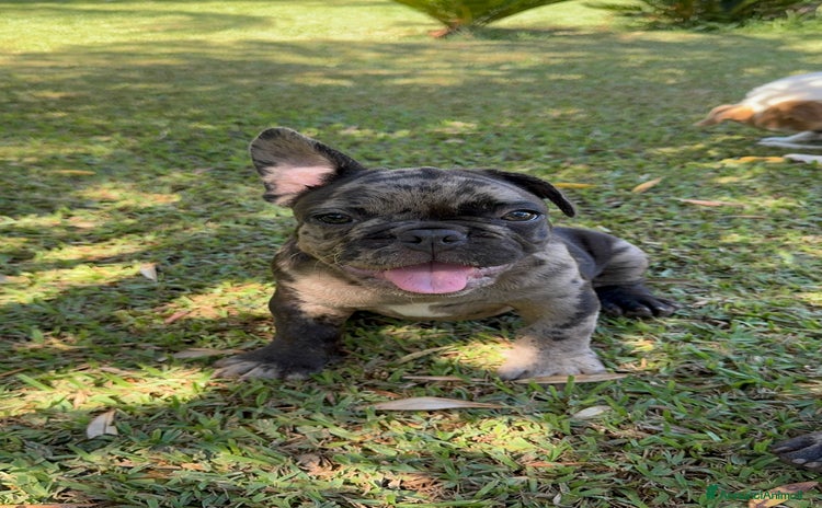 Bulldog Francese cani a Città metropolitana di Milano - Annuncio 10