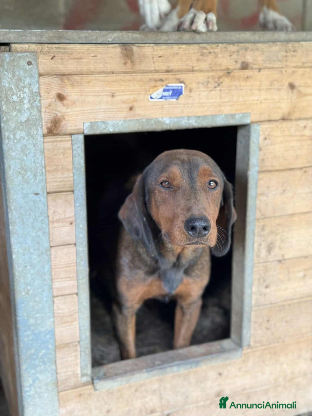 Alpenlaendische Dachsbracke cani in regalo: NOXY, piccola DACHSBRACKE super coccolona! - Annuncio 6