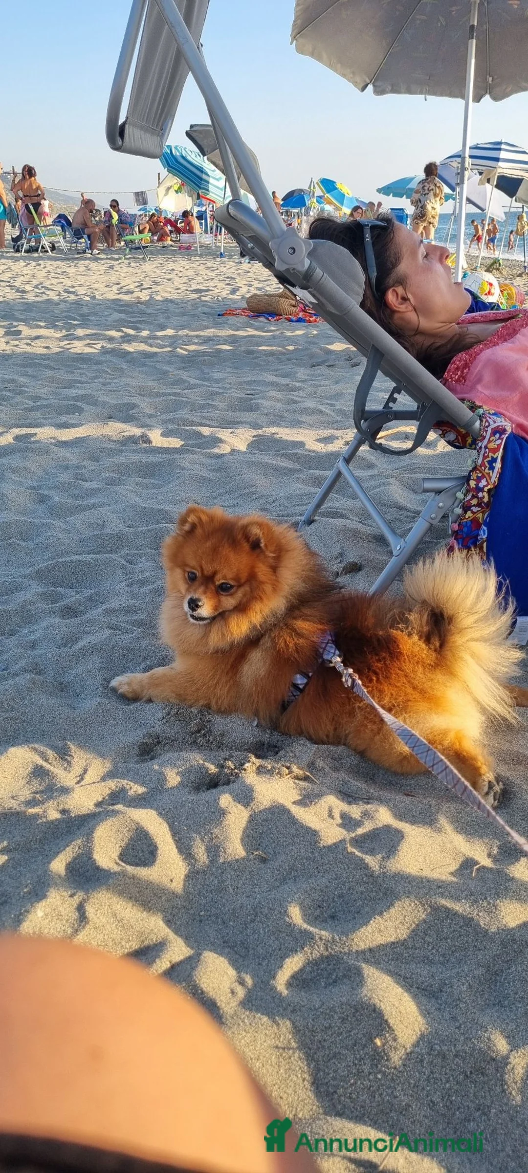 Spitz cani per accoppiamento: Un cavaliere senza titolo ma dall'anima reale a Provincia di Modena - Annuncio 9