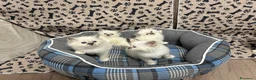 Sacro di Birmania gatti in vendita: Gattini sacro di Birmania  - Annuncio 2