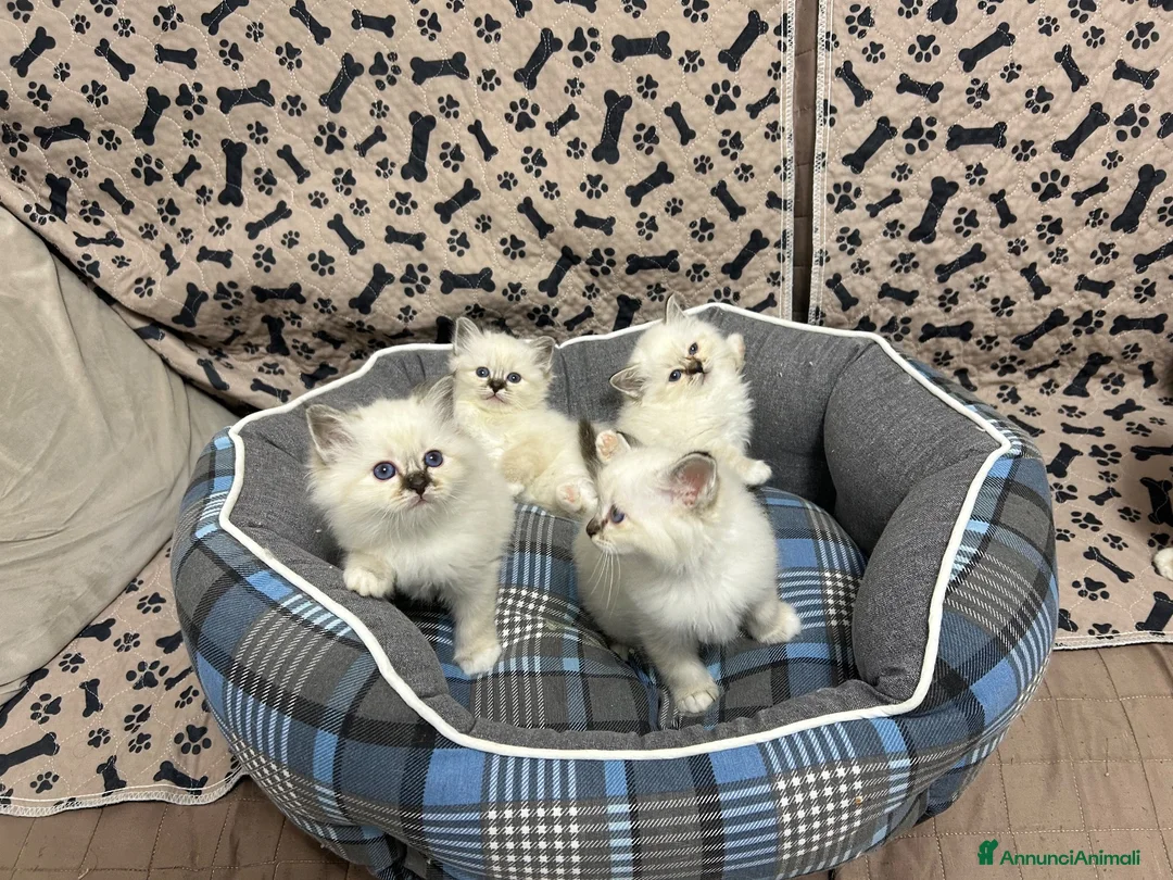 Sacro di Birmania gatti in vendita: Gattini sacro di Birmania  - Annuncio 2
