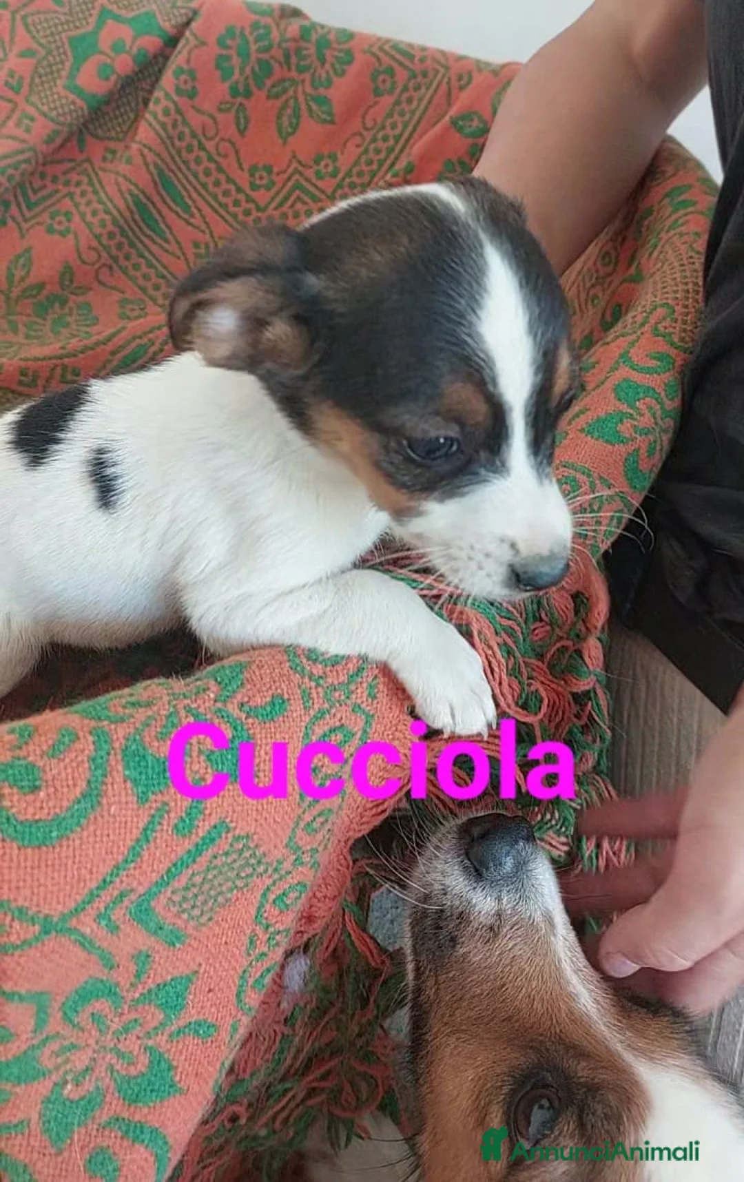 Meticcio cani in regalo: Cucciola - Annuncio 2