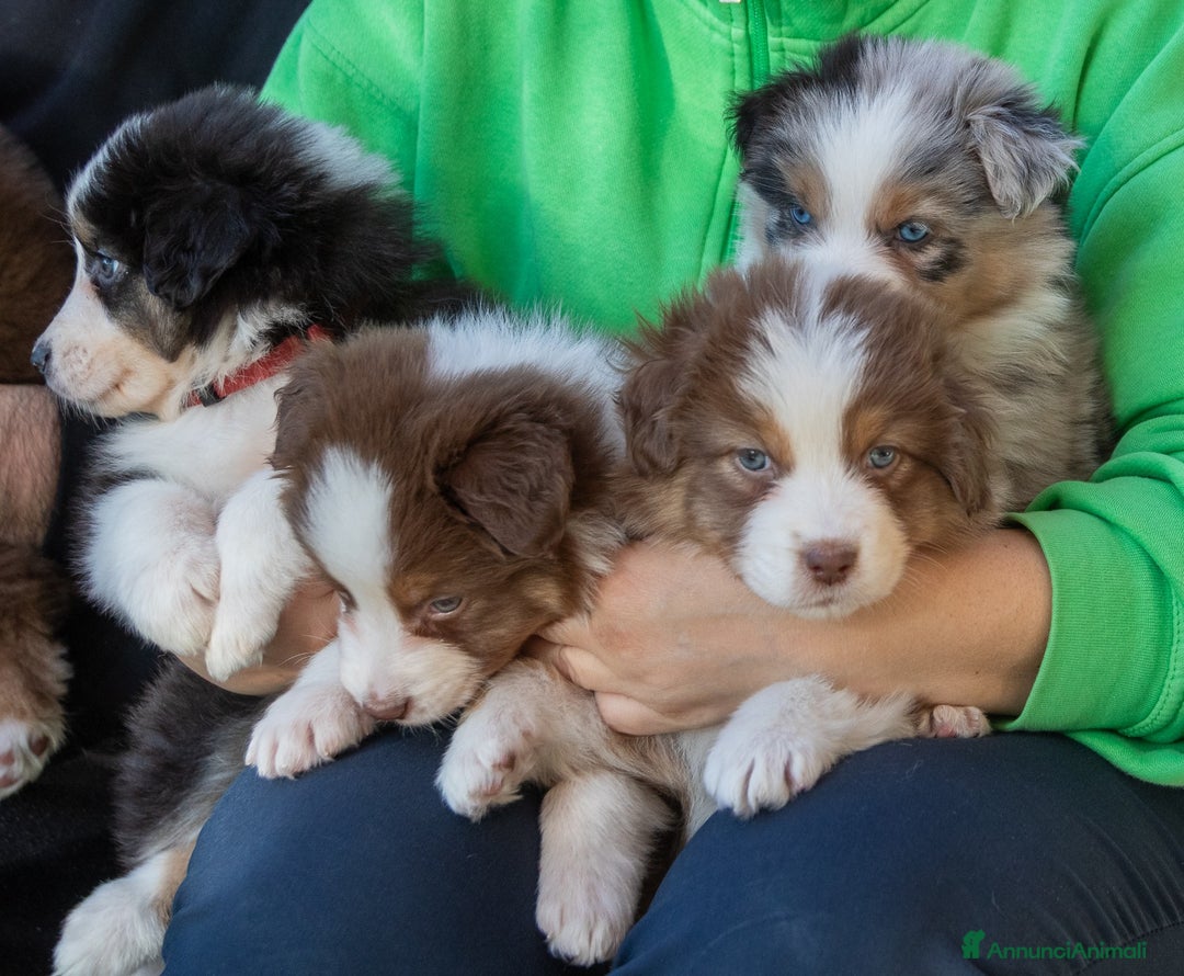 Australian Shepherd cani in vendita: Cucciola femmina di Pastore australiano  - Annuncio 4