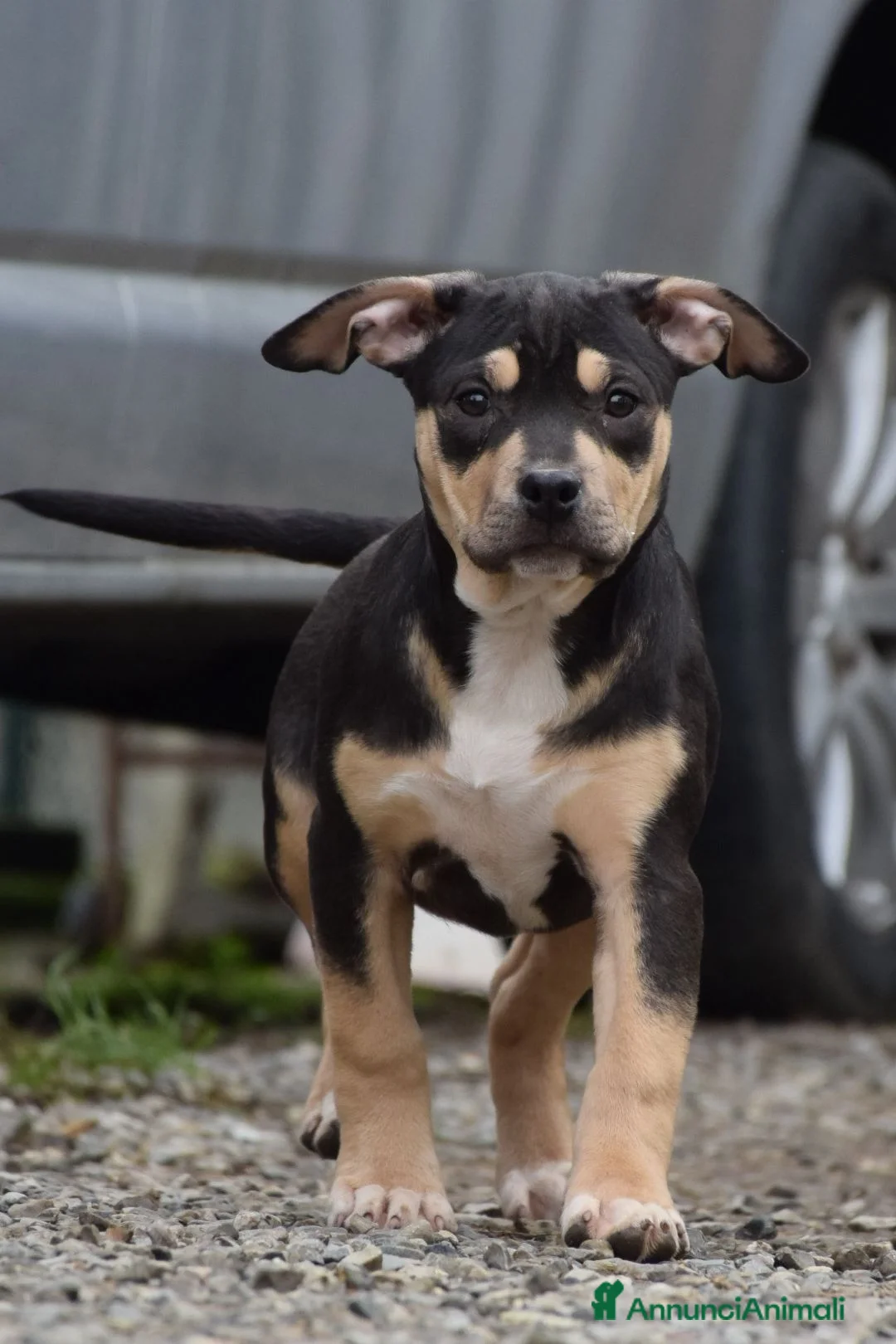 Pitbull cani in vendita: Pit Bull Tricolor con pedigree fino a 12 rate - Annuncio 8