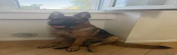 Pastore Tedesco cani in vendita: cuccioli di pastori tedesco - Annuncio 1