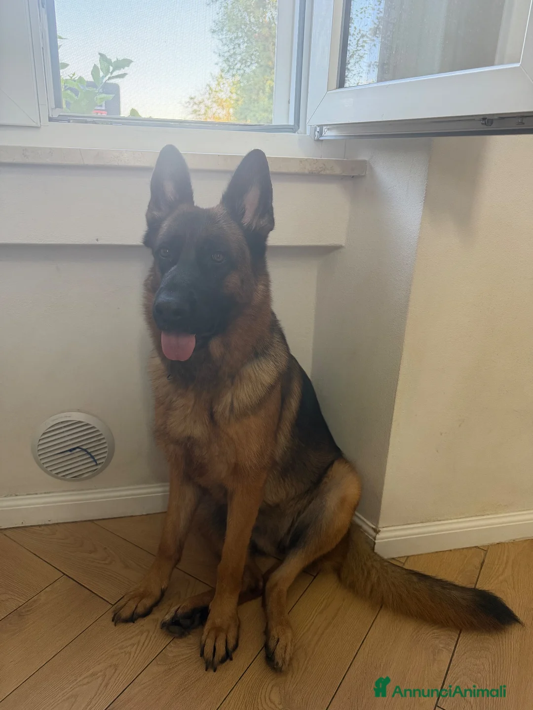 Pastore Tedesco cani in vendita: cuccioli di pastori tedesco - Annuncio 1