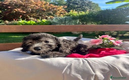 Barboncino cani in vendita: Barboncino  - Annuncio 10