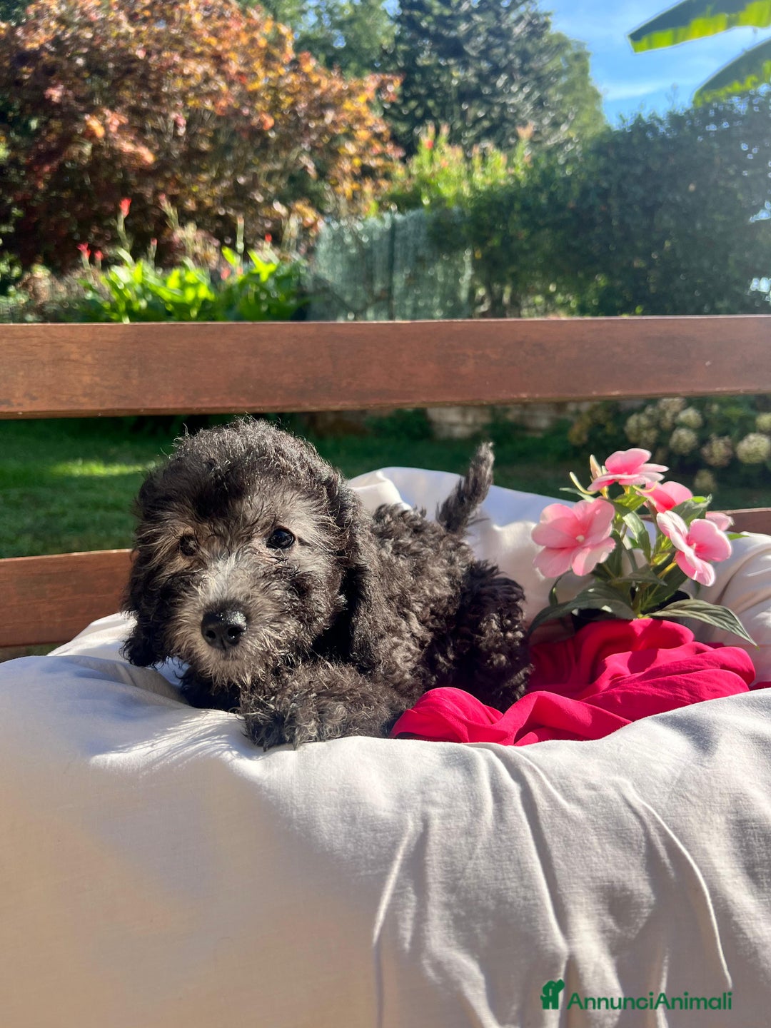 Barboncino cani in vendita: Barboncino  - Annuncio 10