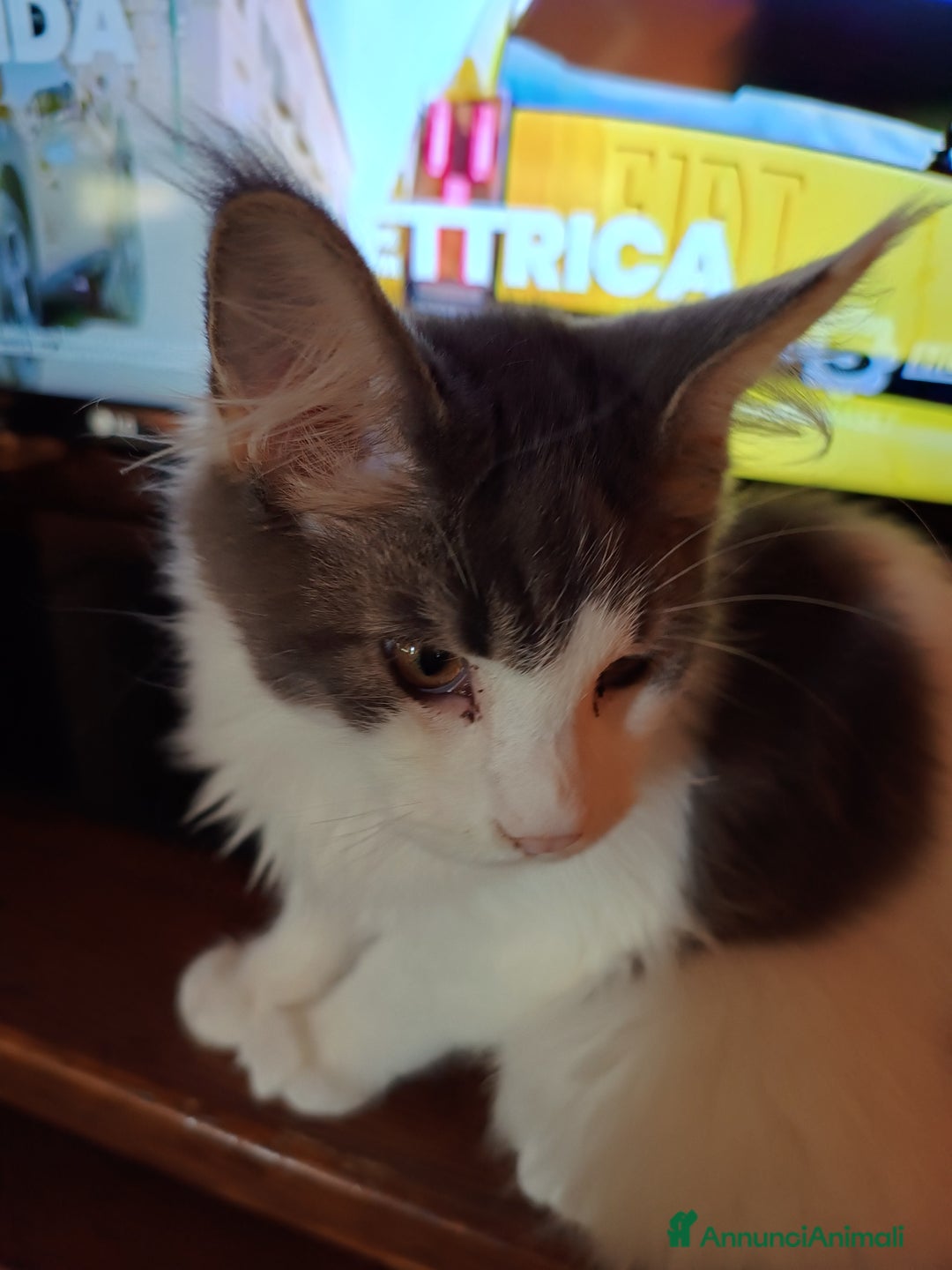 Maine Coon gatti in vendita: Gatti Mine coone - Annuncio 5