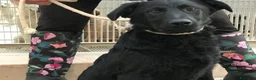 Meticcio cani in regalo: 3anni splendido NERO NESSUNO LO NOTA!PUGLIA a Milano - Annuncio 1