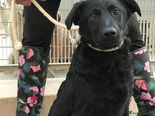 Meticcio cani 3anni splendido NERO NESSUNO LO NOTA!PUGLIA a Milano - Annuncio 26