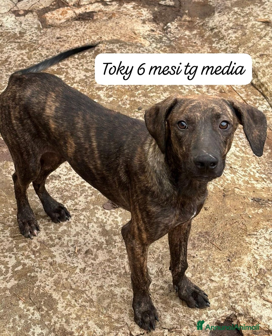 Meticcio cani in regalo: Adozioni cuccioli Da salvare  - Annuncio 9