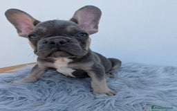 Bulldog Francese cani in vendita: Bulldog francesi cuccioli blu a Provincia di Padova - Immagine 3