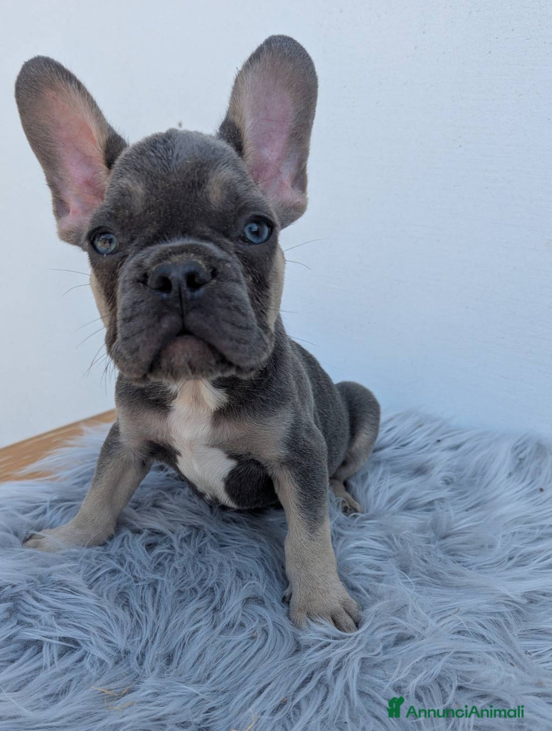 Bulldog Francese cani in vendita: Bulldog francesi cuccioli blu a Provincia di Padova - Immagine 3