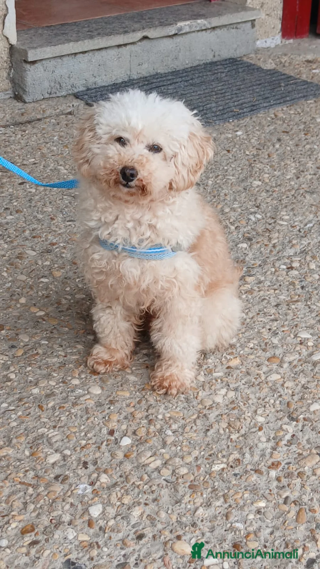 Barboncino Toy cani in regalo: SAM BARBONCINO TOY CERCA LA SUA CASA PER LA VITA - Annuncio 4