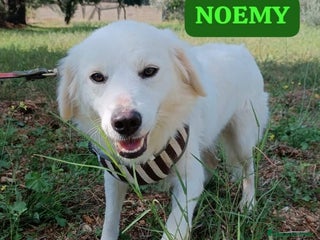 Meticcio cani Fratello/sorella 4anni belli e buoni,CALABRIA HELP a Città metropolitana di Milano - Annuncio 8