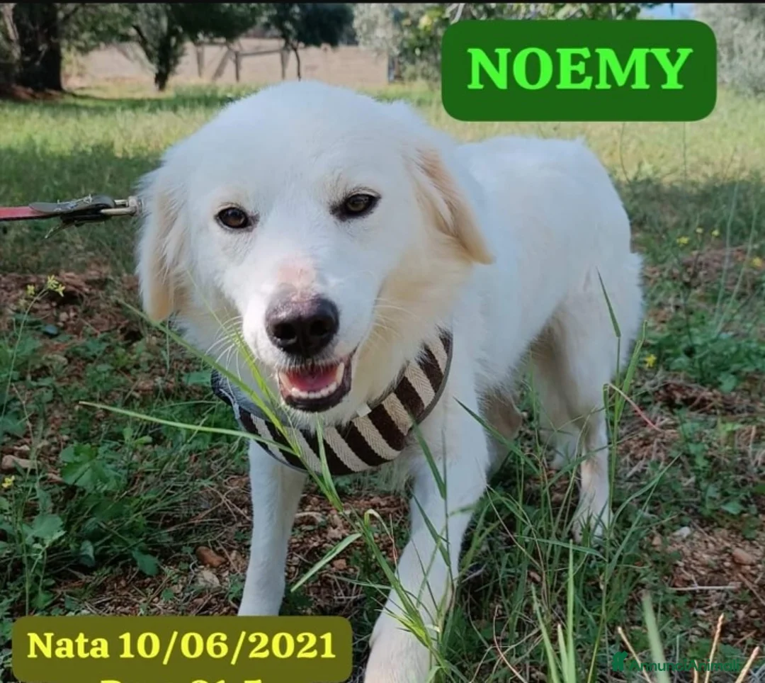 Meticcio cani in regalo: Fratello/sorella 4anni belli e buoni,CALABRIA HELP a Città metropolitana di Milano - Annuncio 1